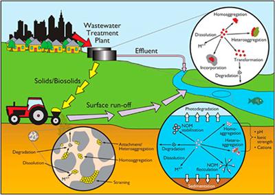 Daphnia as a model organism to probe biological responses to nanomaterials—from individual to population effects via adverse outcome pathways
